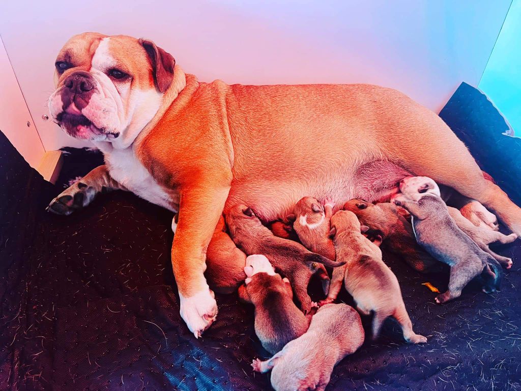 chiot Bulldog continental Du Bois Des Nours